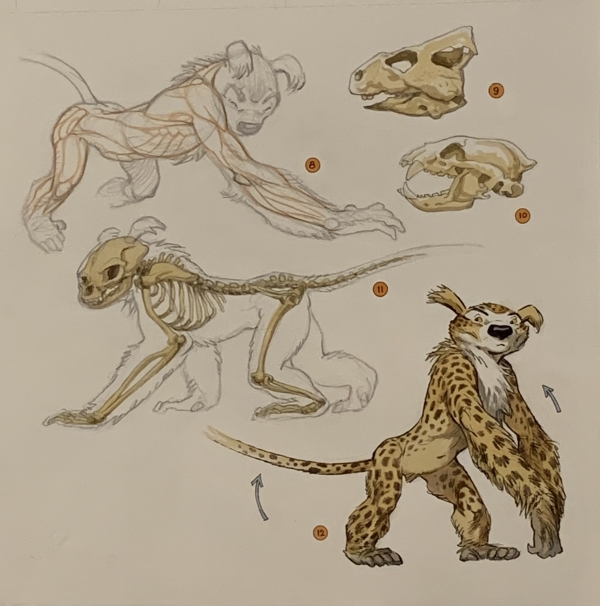 Travaux de recherche sur l'anatomie du Marsupalimi par Franck pé