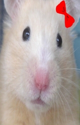 avatar de chadik